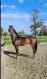 PaardenHandelaren.com