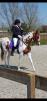 PaardenHandelaren.com