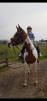 PaardenHandelaren.com