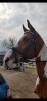 PaardenHandelaren.com
