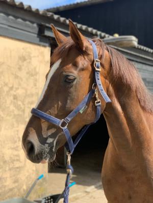 PaardenHandelaren.com