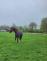 PaardenHandelaren.com