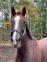 PaardenHandelaren.com