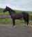 PaardenHandelaren.com