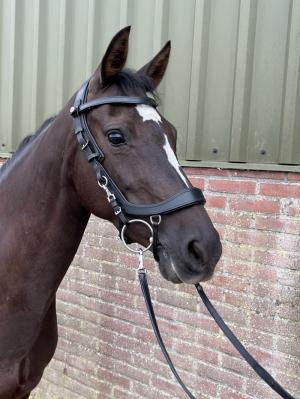 PaardenHandelaren.com