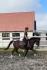 PaardenHandelaren.com