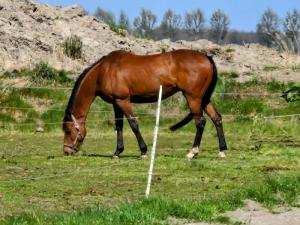 PaardenHandelaren.com