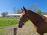 PaardenHandelaren.com