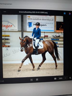 PaardenHandelaren.com