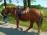 PaardenHandelaren.com
