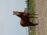PaardenHandelaren.com