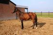 PaardenHandelaren.com