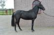 PaardenHandelaren.com