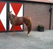 PaardenHandelaren.com