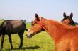 PaardenHandelaren.com