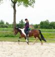 PaardenHandelaren.com