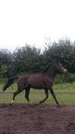 PaardenHandelaren.com