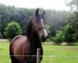 PaardenHandelaren.com