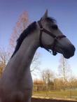 PaardenHandelaren.com