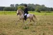 PaardenHandelaren.com