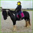 PaardenHandelaren.com