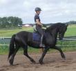 PaardenHandelaren.com