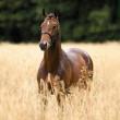 PaardenHandelaren.com