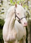 PaardenHandelaren.com