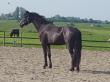 PaardenHandelaren.com