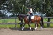 PaardenHandelaren.com