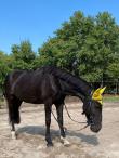 PaardenHandelaren.com