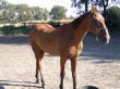 PaardenHandelaren.com