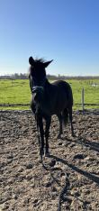 PaardenHandelaren.com