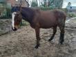 PaardenHandelaren.com