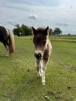 PaardenHandelaren.com