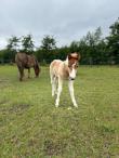 PaardenHandelaren.com