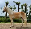 PaardenHandelaren.com