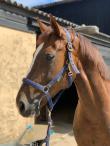 PaardenHandelaren.com