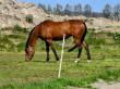 PaardenHandelaren.com