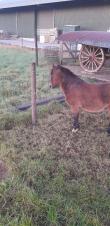 PaardenHandelaren.com