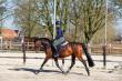 PaardenHandelaren.com