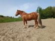 PaardenHandelaren.com